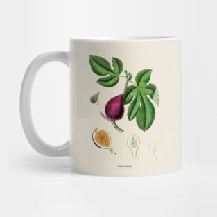 Fig Antique Botanical Illustration Mug